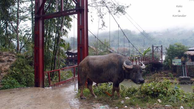 Vietnam Sapa Wandern Wasserbüffel